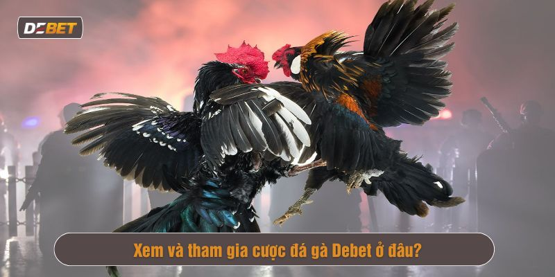 Đá gà Debet