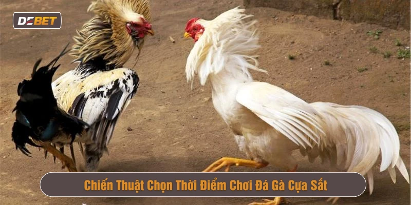 Chơi đá gà cựa sắt ở khung thời gian hợp lý