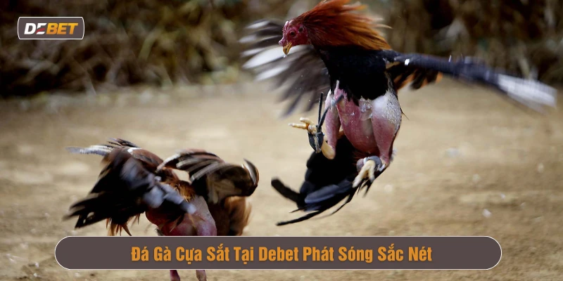 Đá gà cựa sắt Debet với hình ảnh sắc nét