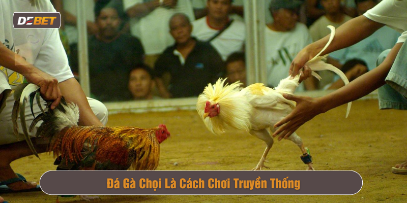 Màn trình diễn ấn tượng của các chiến kê cựa dao