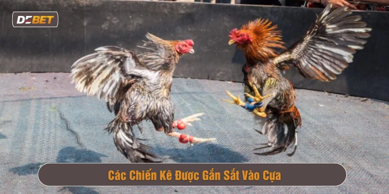 Gắn dao kim loại (thường bằng sắt) vào cựa gà