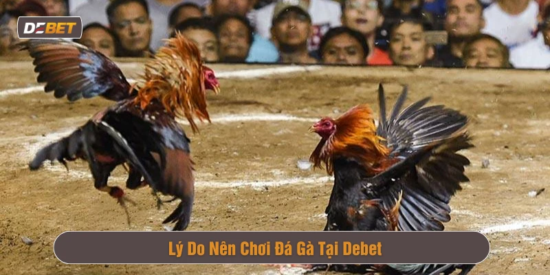 Đá gà tại Debet hấp dẫn và thu hút người chơi