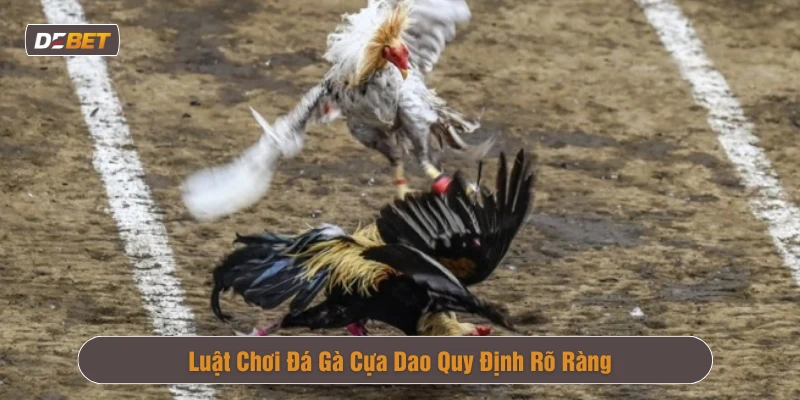 Đá gà cựa dao với quy định rõ ràng về luật cược
